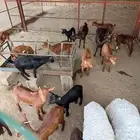 تيوس وعنقان للبيع