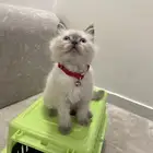 قط همالايا للبيع