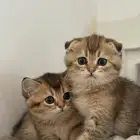 للبيع قطط اسكوتش فولد واستريت