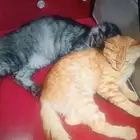 قطط لتبني