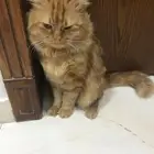 قط اليف للتبني