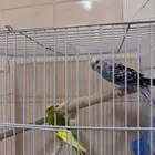 عصافير الحب بادجي