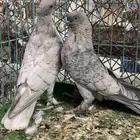 حمام ايراني