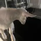 ماعز قزمي اللون ابيض