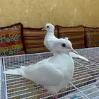 ياكريم لبينو
