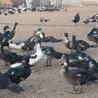 بط بلدي