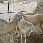 طليان فاخره تم البيع