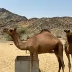 بكار للبيع