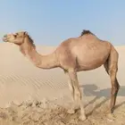 حايل أبيها نشوان من هجن الرياسه