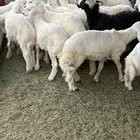 27 طلي مراح واحد