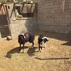 تم البيع تم البيع رخل هجين نجدي مع مغربيه