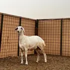 رخل حريه طيبه