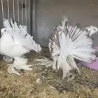 زوج رقاص هندي فاخر مع اتتاجه
