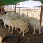 للبيع غنم العدد 12بالفحل