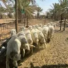 هرافى حريات