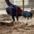 توصيل طلبات دجاج من القنفذه والقوز الي مكه