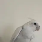 كروان هولندي للبيع
