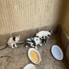كتنز للتبني