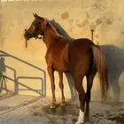 فرس شعبيه شيخه وسبوق