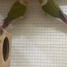 جوز كنيور