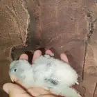 للبيع فروخ كويكر