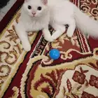 فندقة قطط منزلية