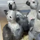 كاسكو انتاج محلي تم البيع