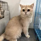 ذكر بيور للبيع 500