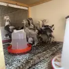 صوص براهما