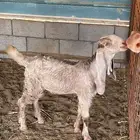 للبيع تيوس لبانيه 3 شهور ونص