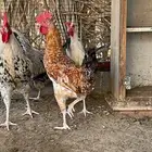 دجاج فرنسي