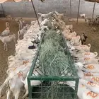 تيوس جذعان حلال نظيف جاهز للتربية