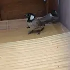 جوز بلابل ذكر و انثى حساوي