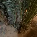 جثيث مخاريف للبيع