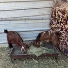 تيوس بلديه للبيع