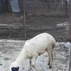 وخل بالدي