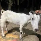 ماعز جنوبي