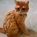 قط سكوتش