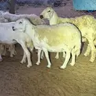 ضان مقاني 10