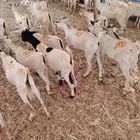 تيوس صوماليه للبيع لاصحاب الجمله والملاحم جدعان تنيان