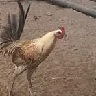 دجاج بلدي