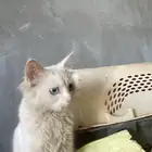 قطه شيرازي