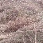 علف قصب ذره
