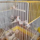 طيور زيبرا للبيع