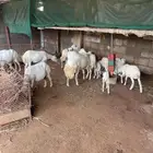 فحل بلدي للبيع