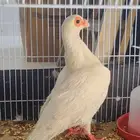 بسم الله الرحمن الرحيمبسم الله الرحمن الرحيم 1- النوع   ز