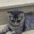 قطه شرازيه