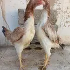 دجاجتين شامو ياباني