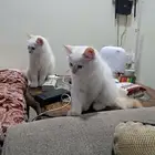 قطط هملايا للبيع ذكر وانثى عمر شهرين ونصف