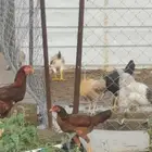 دجاج باكستاني  سندي